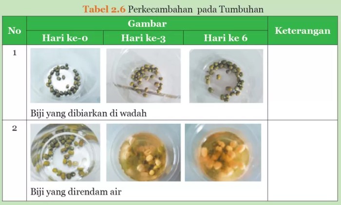 Pada keadaan yang bagaimanakah biji dapat tumbuh baik