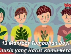 Manfaat Angsa Bagi Manusia: Dari Ekosistem Hingga Pariwisata