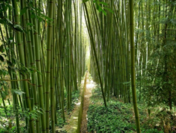 Bagaimana Pohon Bamboo Beradaptasi dengan Lingkungan