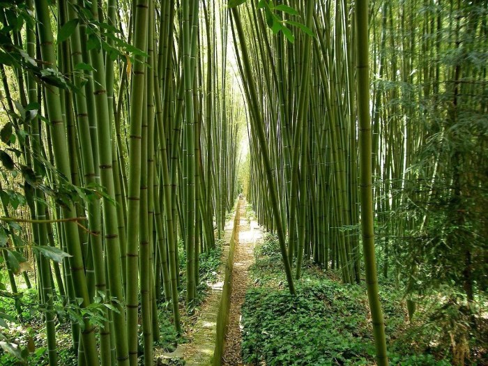 Bagaimana cara pohon bamboo beradaptasi dengan lingkungan