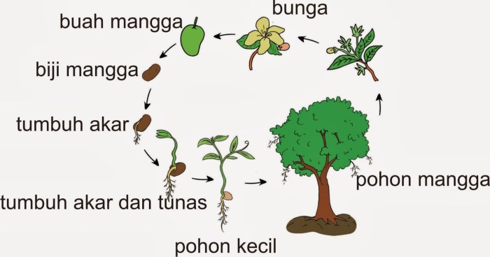 Mangga generatif tumbuhan berkembang biak pohon vegetatif materikimia