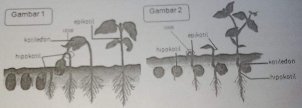 Perkecambahan epigeal tumbuhan proses biji kecambah plumula kotiledon pertumbuhan biologi daun mikirbae soal hilum menjadi tumbuh kulit