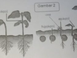 Bagaimana Posisi Kotiledon pada Gambar 1 dan 2?