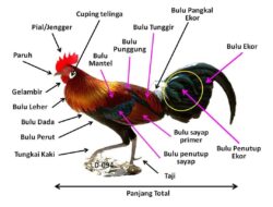 Jumlah Tangan Ayam Sebanyak: Rahasia Anatomi Unggas