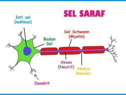 Bagaimana Mekanisme Kelistrikan pada Sel Saraf Manusia