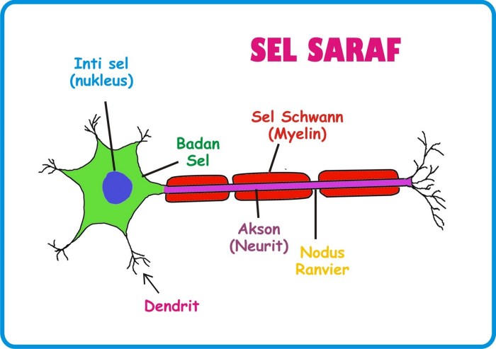 Saraf sel struktur manusia sistem dan