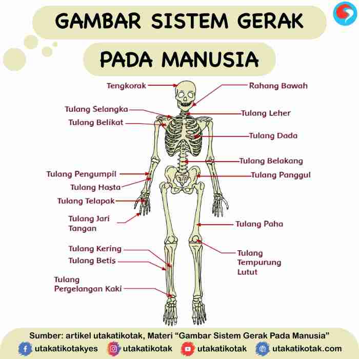 Tulang lengan gerak alat nama fungsinya fungsi manusia gambar atas kaki hewan beserta anggota belikat bagian jari kelas hingga mikirbae