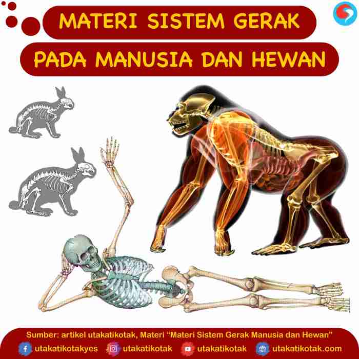 Manusia gerak hewan sistem