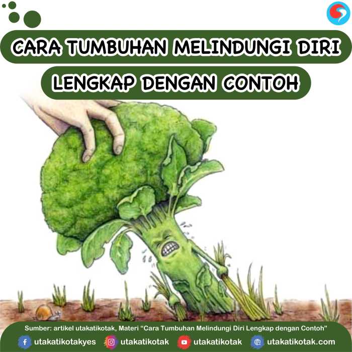 Melindungi diri tumbuhan daripada musuh ciri tumbuh cuaca hidupan