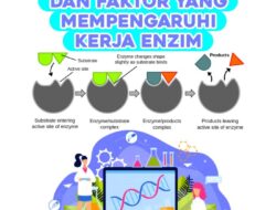 Bagaimana Cara Kerja Enzim: Memahami Peran dan Mekanisme Aksi Enzim