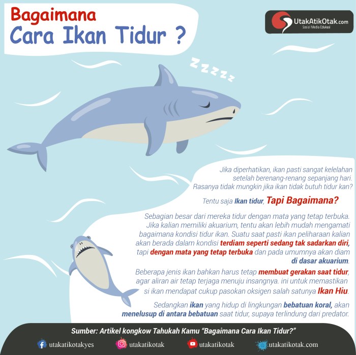 Ikan tidur adakah bagaimana