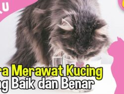 Bagaimana Cara Merawat Kucing