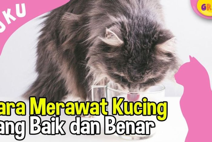 Kucing merawat jangan