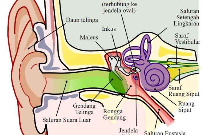 Telinga bagian indra pendengaran manusia struktur pendengar getaran menangkap luar sistem biologi proses sains berfungsi saluran tengah koklea siput hidung