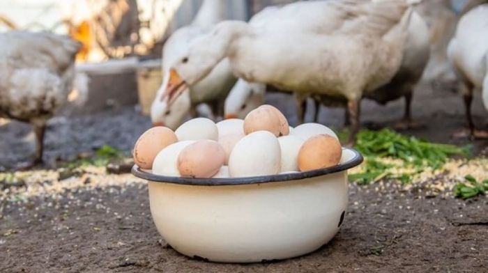 Angsa telur bertelur kesehatan biasa manfaat luar myagri dikatakan