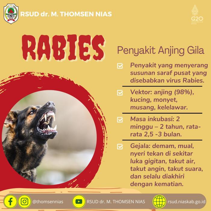 Rabies gejala infografik hingga terinfeksi pencegahannya kompas penanganan mengenal tamtomo bhayu akbar