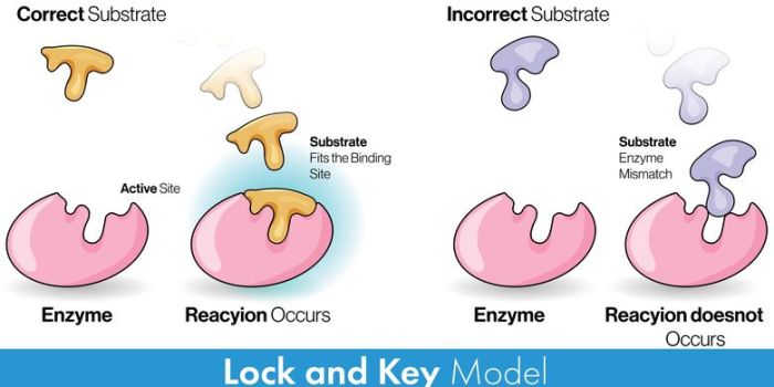 Enzyme enzymes enzim biology reactions mechanism chemical substrate molecules tahukah mekanisme genome classification substrates