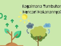 Bagaimana Cara Tumbuhan Mendapat Makanan