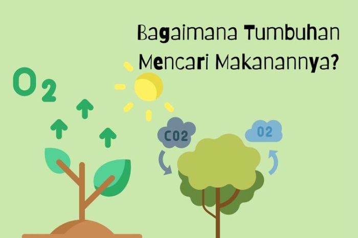 Bagaimana cara tumbuhan mendapat makanan