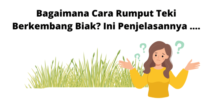 Rumput teki cyperus rotundus akar kizhangu korai suket manfaat daun khasiat cara ciri penyakit deskripsi bibitbunga herbal dari catatan oase