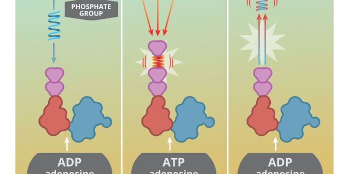 Lemak asam oksidasi reaksi metabolisme proses tahapan drzuhdy