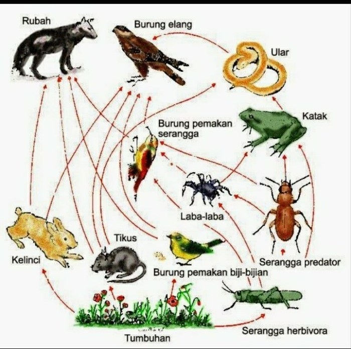 Bagaimana cara tumbuhan mendapat makanan