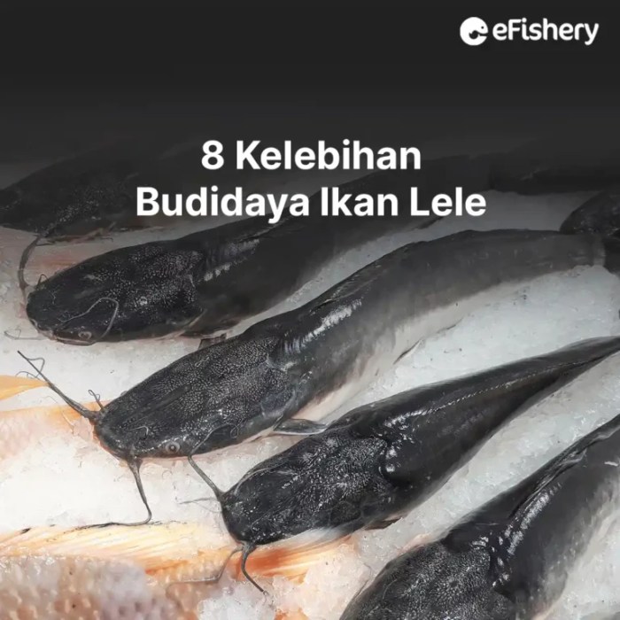 Ikan lele keli morfologi tawar clarias sketsa gariepinus lokal hidup gabus manfaat klasifikasi sangkuriang negara menjadi merawat bibit hias khasiat