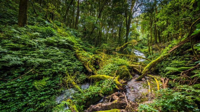 Hutan heterogen melestarikan bagaimana dictio