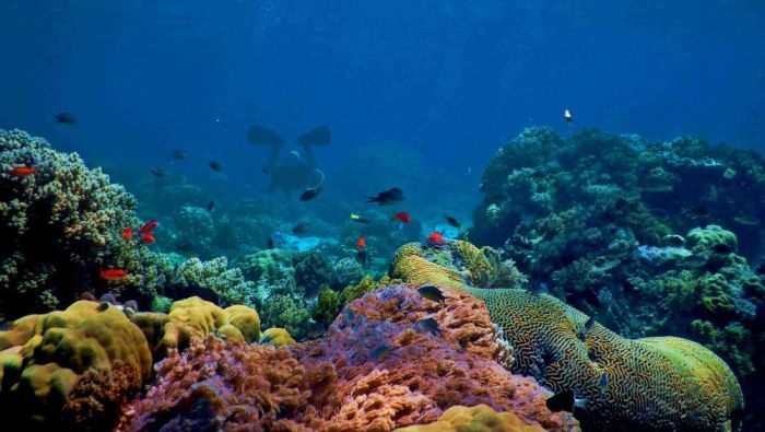 Karang terumbu pengertian ekosistem jenis hidup batuan laut reef persebarannya manfaat didasar berupa cukup kapur bentukan masyarakat merupakan perairan organisme