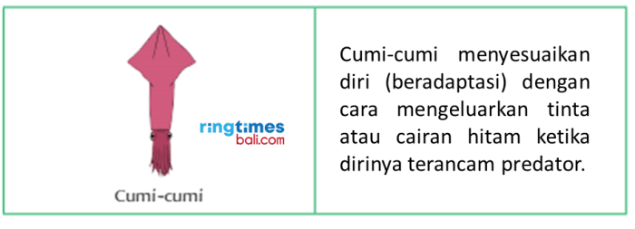 Bagaimana hewan cumi cumi menyesuaikan diri