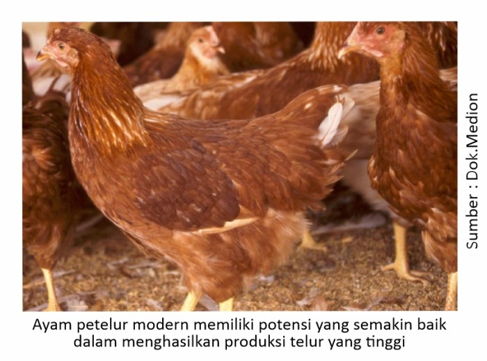 Kondisi yang mempengaruhi produksi telur ayam petelur ringan adalah