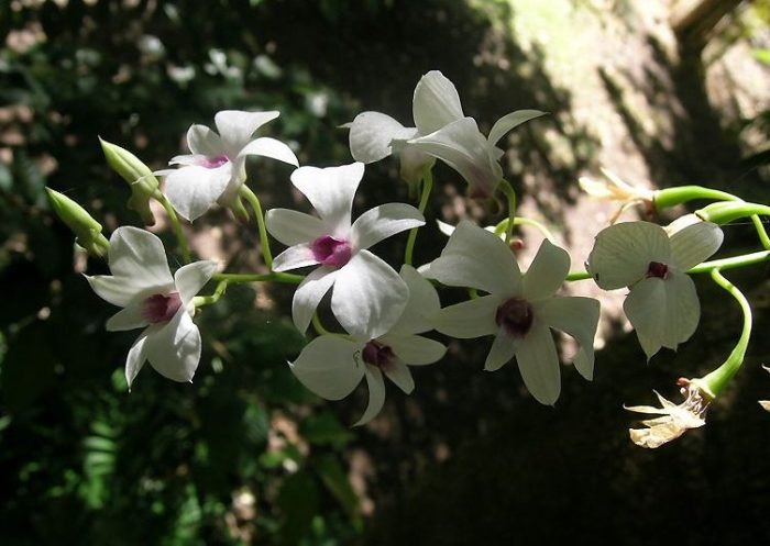 Anggrek dendrobium berkembang biak dengan