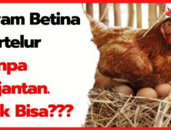 Ayam Ajaib: Misteri Telur di Mana Saja