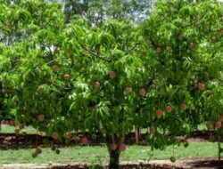 Bagaimana Cara Pohon Mangga Berkembang Biak