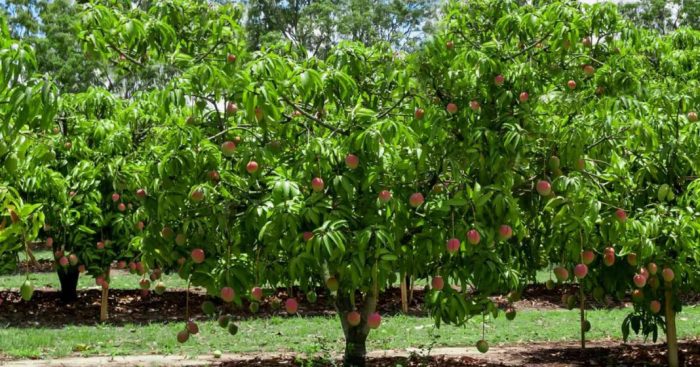 Mangga buah tanaman menanam kebun manis harum cepat pohon gambar berbuah bibit chokanan budidaya panen mango biji musim agar alpukat