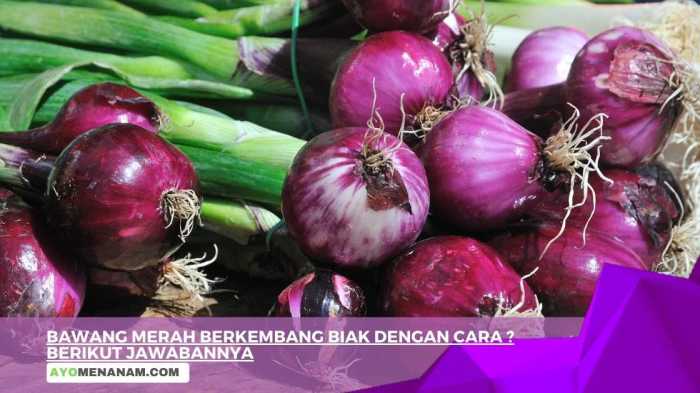 Bagaimana bawang merah berkembang biak