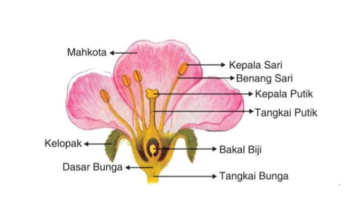 Fotosintesis proses tumbuhan beserta terjadinya tanaman matahari cahaya sel berlangsungnya pengertian metabolisme materi karbon karbondioksida dioksida itu