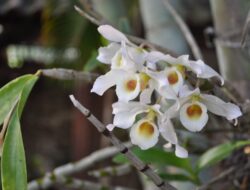 Anggrek Dendrobium Berkembang Biak dengan Metode Vegetatif