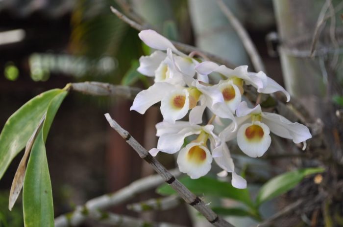 Anggrek dendrobium berkembang biak dengan