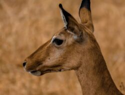 Ringkasan Kancil Mencuri Timun: Cerita Rakyat Cerdas dan Menarik