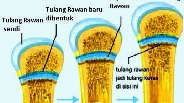 Jaringan rawan tulang ikat elastis bacha