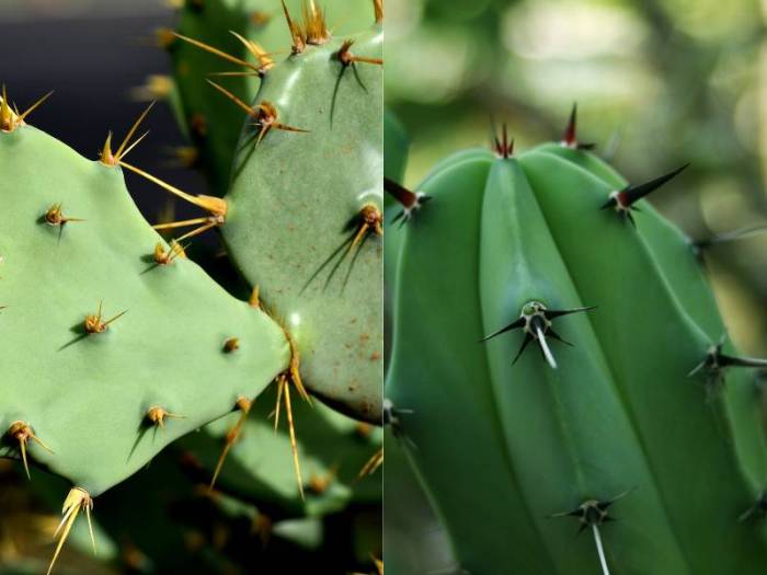 Kaktus succulents