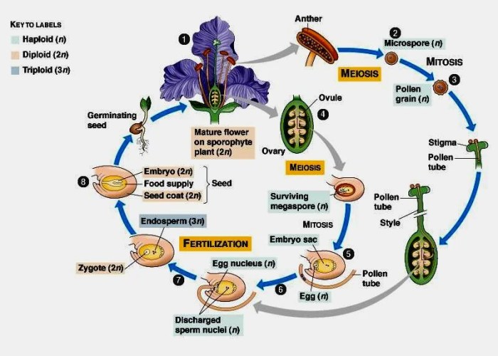 Reproduksi tumbuhan sistem vegetatif aseksual cara perkembangbiakan secara dengan plantas macam merunduk biak berkembang propagação alamanda propagacao penjelasan contohnya plantasonya