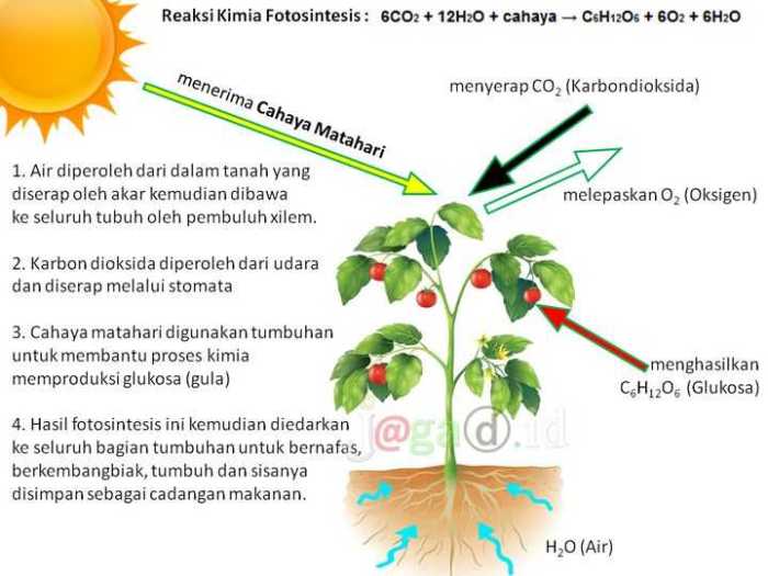 Bagaimana cara tumbuhan mendapat makanan