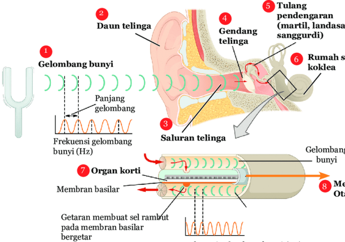 Telinga fungsinya struktur manusia luar tengah fungsi beserta pendengaran strukturnya smp