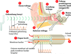 Bagaimana Mekanisme Mendengar pada Manusia