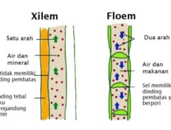 Bagaimana Proses Pembentukan Jaringan Pengangkut Floem dan Xilem