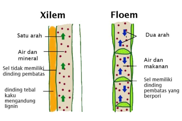 Xilem floem pengangkut jaringan struktur