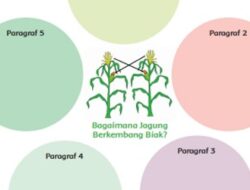 Bagaimana Jagung Berkembang Biak