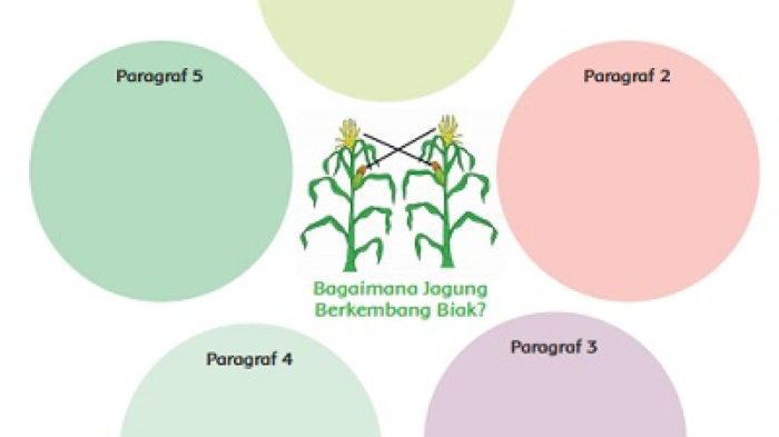 Jagung bagaimana berkembang biak